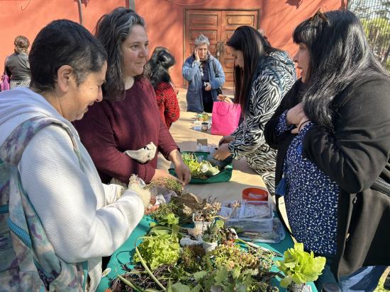 Intercambiando plantas